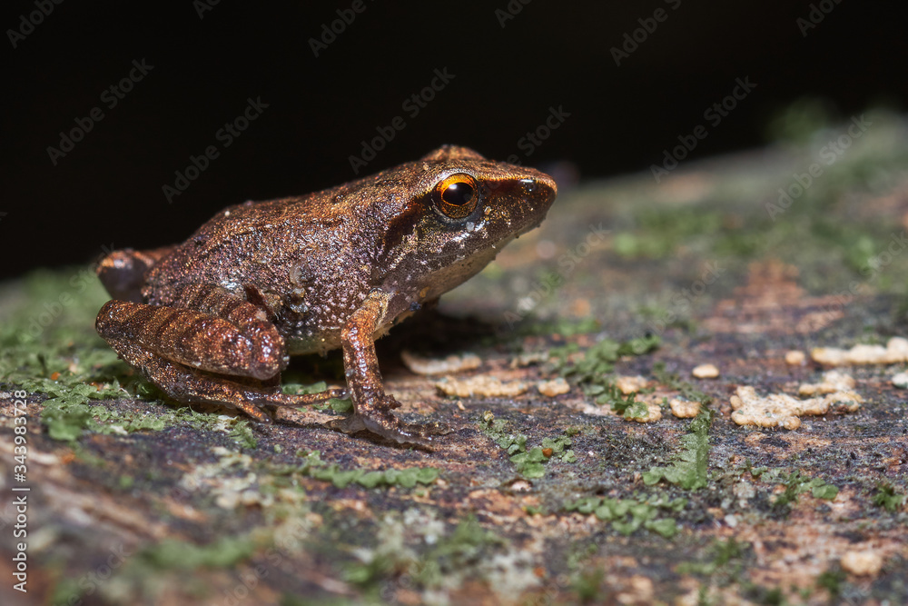 Little frog perched on a dry tree full of moss Little frog perched on a dry tree full of moss