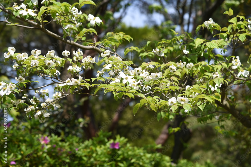 Flowering dogwood / Cornaceae deciduous tall tree