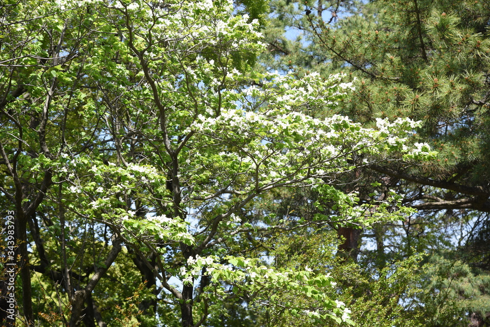 Flowering dogwood / Cornaceae deciduous tall tree Flowering dogwood / Cornaceae deciduous tall tree