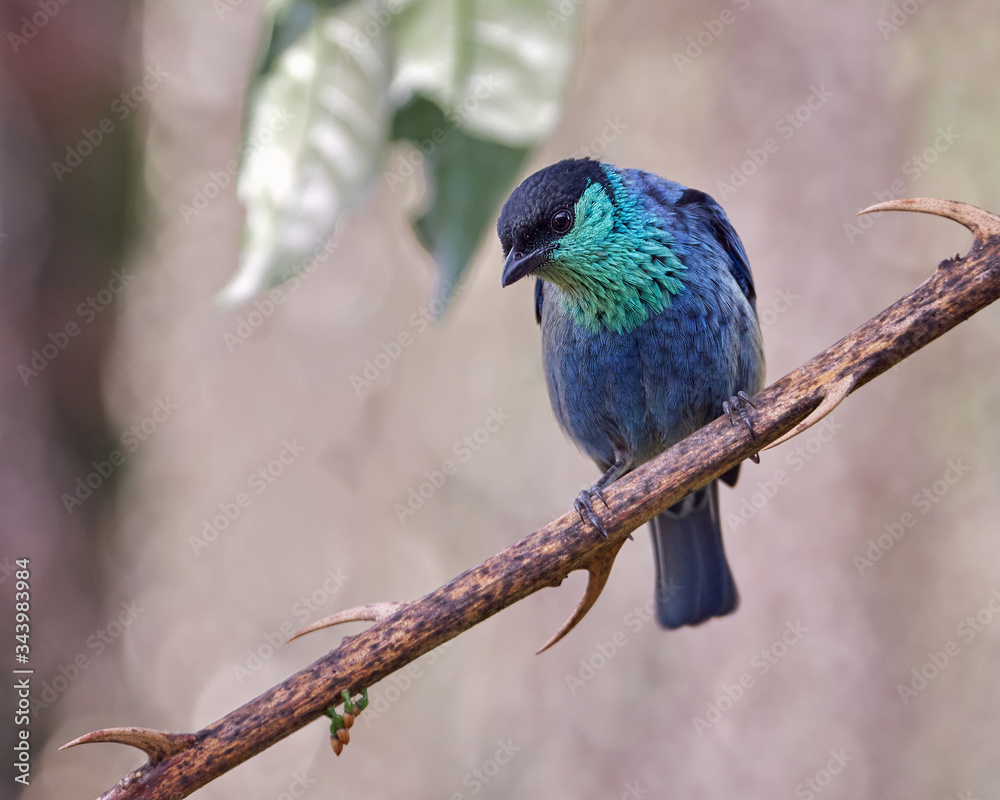 Beautiful bird perching on a branch of thorns looking down Beautiful bird perching on a branch of thorns looking down