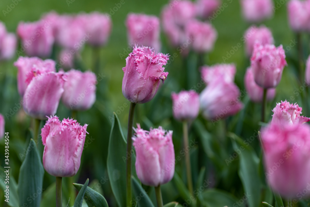 Purple tulips on a flowerbed in a park, detailed view.