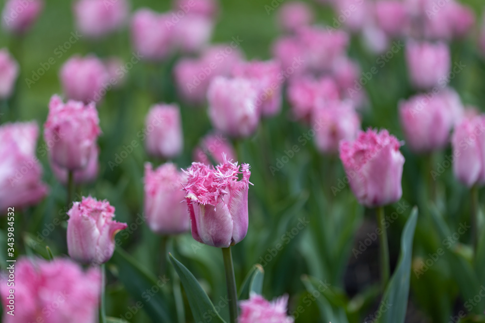 Purple tulips on a flowerbed in a park, detailed view.