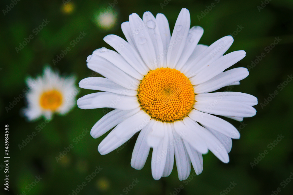 Closeup of a beautiful yellow and white Marguerite, Daisy flower. Closeup of a beautiful yellow and white Marguerite, Daisy flower.