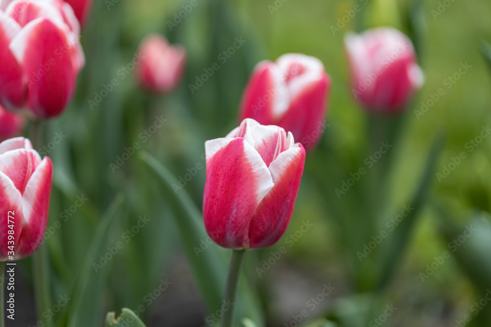 Red tulips with a white stripe in the park, detailed view.