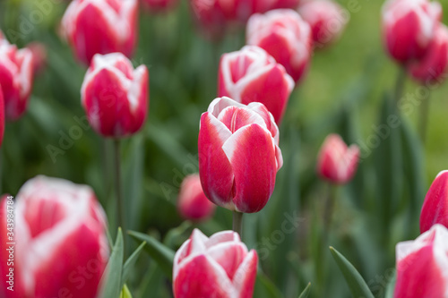 Red tulips with a white stripe in the park  detailed view.