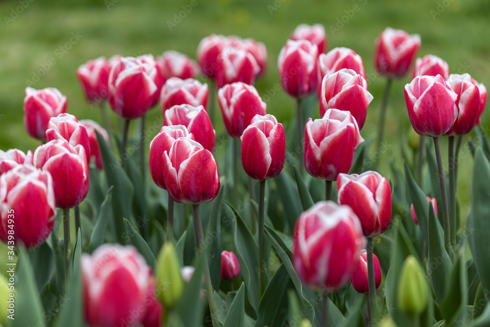 Red tulips with a white stripe in the park, detailed view.