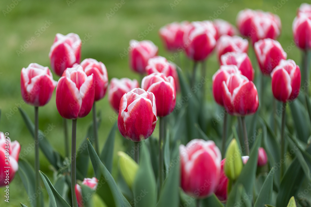 Red tulips with a white stripe in the park, detailed view.