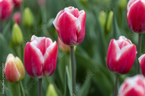 Red tulips with a white stripe in the park, detailed view. © Sergey