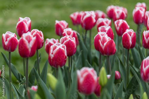 Red tulips with a white stripe in the park  detailed view.