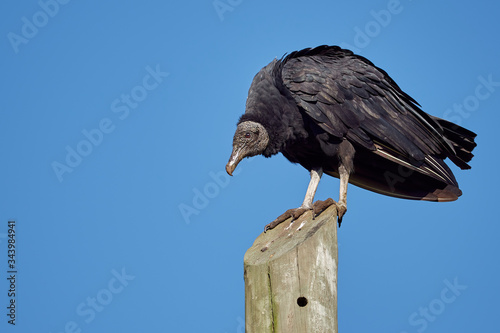 Foto Black bird taking sunbathing on a power pole