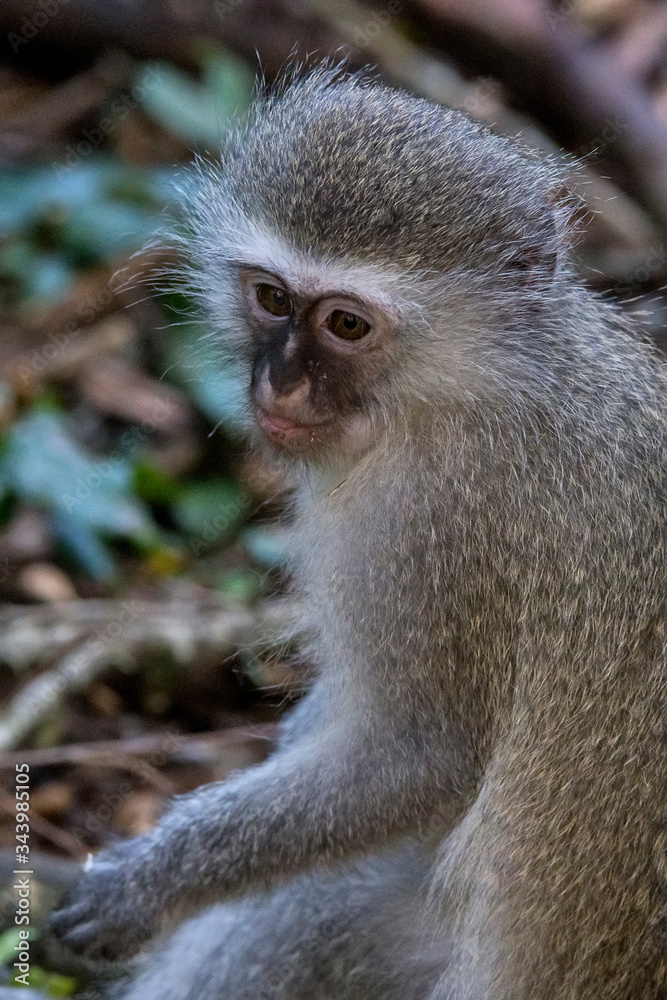 Grivet photographed in South Africa. Picture made in 2019.