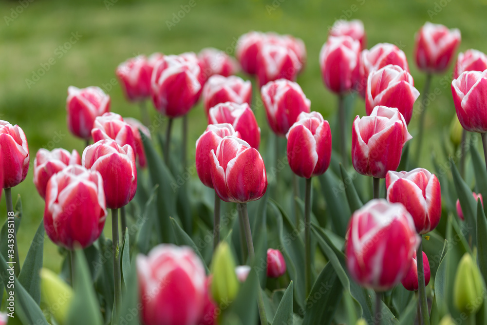 Red tulips with a white stripe in the park, detailed view. Red tulips with a white stripe in the park, detailed view.