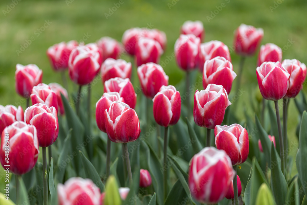Red tulips with a white stripe in the park, detailed view.