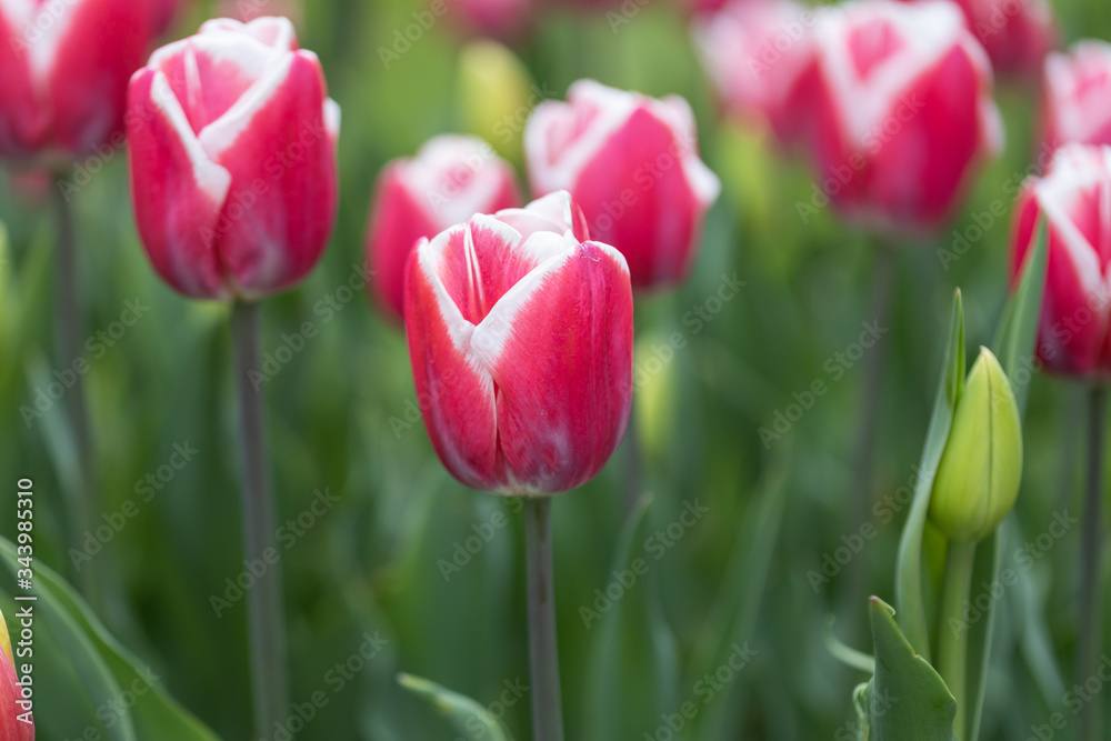 Fototapeta premium Red tulips with a white stripe in the park, detailed view.