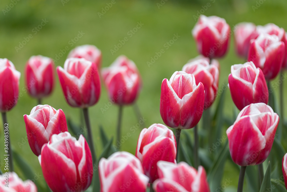 Red tulips with a white stripe in the park, detailed view.