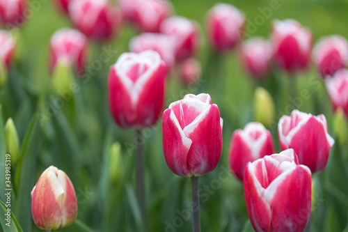 Red tulips with a white stripe in the park  detailed view.