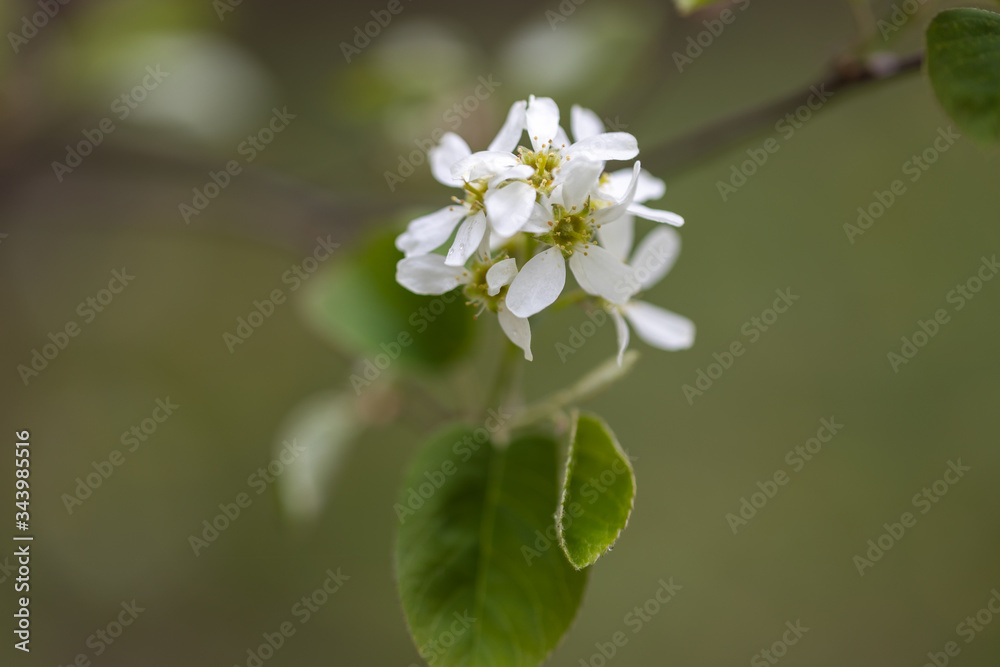 White flowers of bird cherry tree in spring.