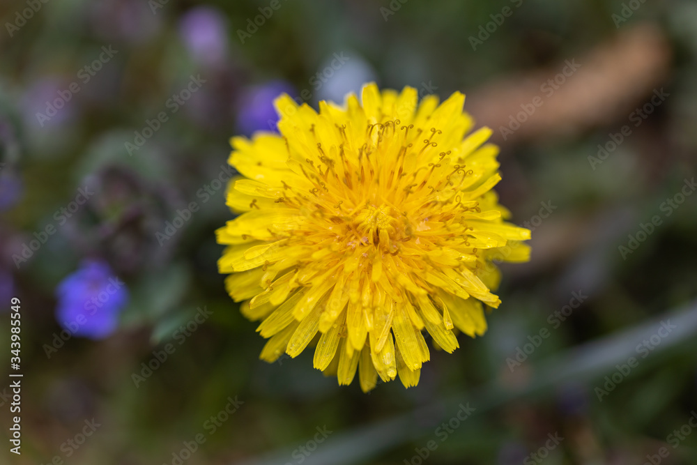 Yellow dandelion flowers in the forest. Yellow dandelion flowers in the forest.