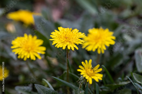 Yellow dandelion flowers in the forest.