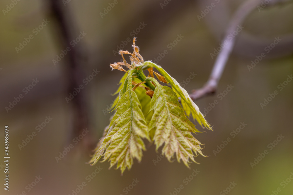 Young leaves of trees in the spring forest. Young leaves of trees in the spring forest.