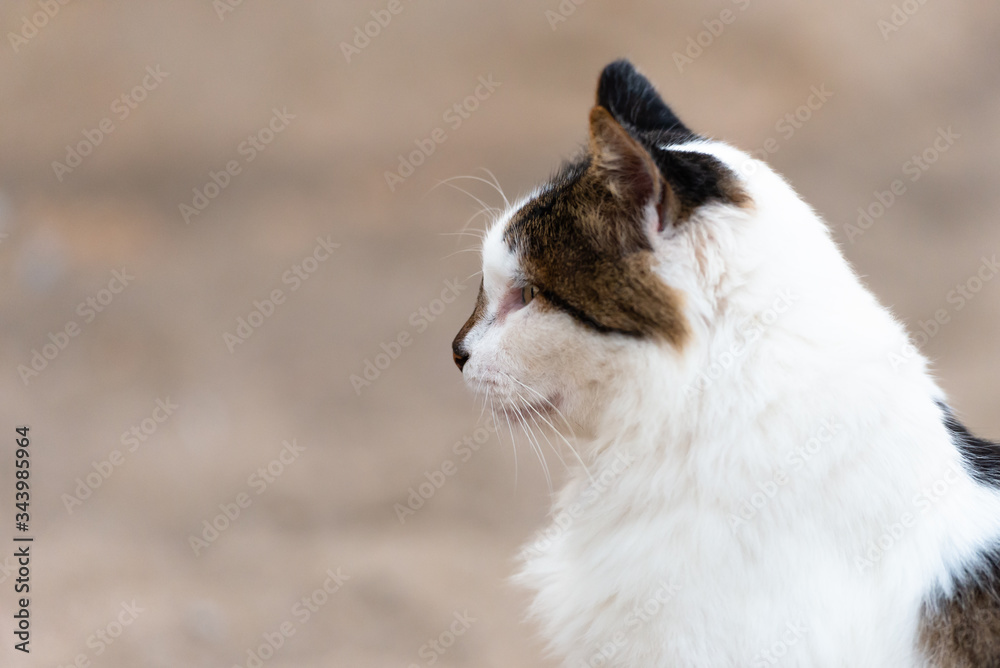 White cat with dark spots. Cat in Cyprus on the beach in the evening. The cat is sitting in profile.