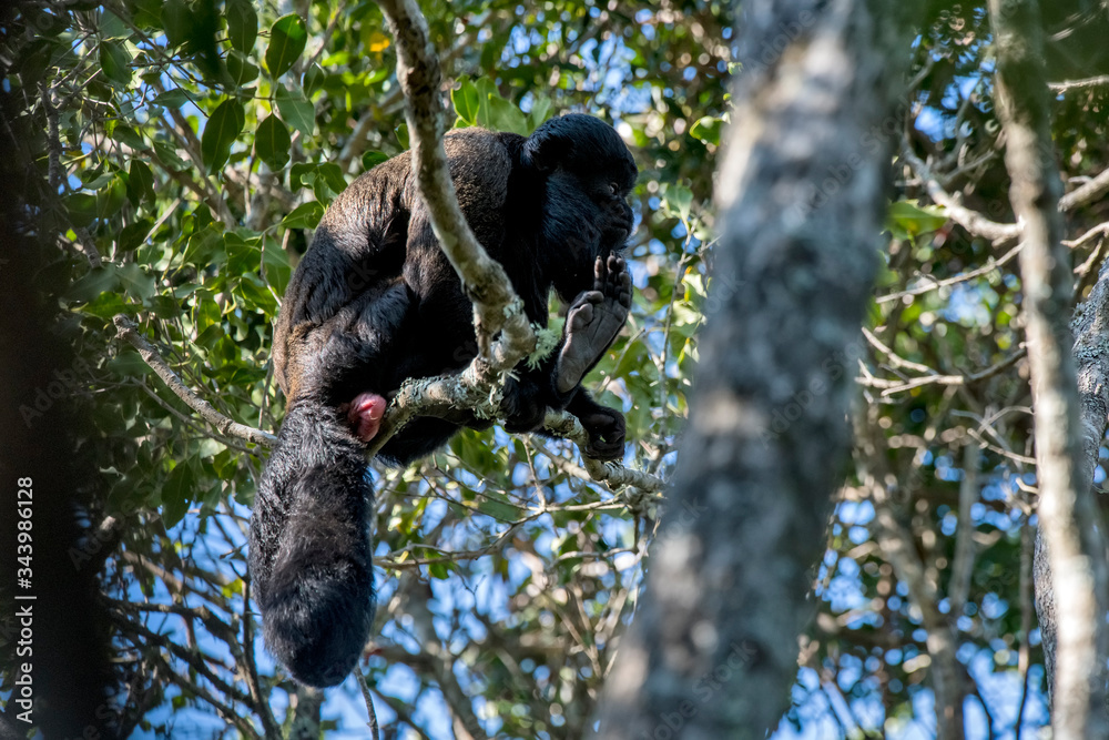 Obraz premium Bearded saki photographed in South Africa. Picture made in 2019.