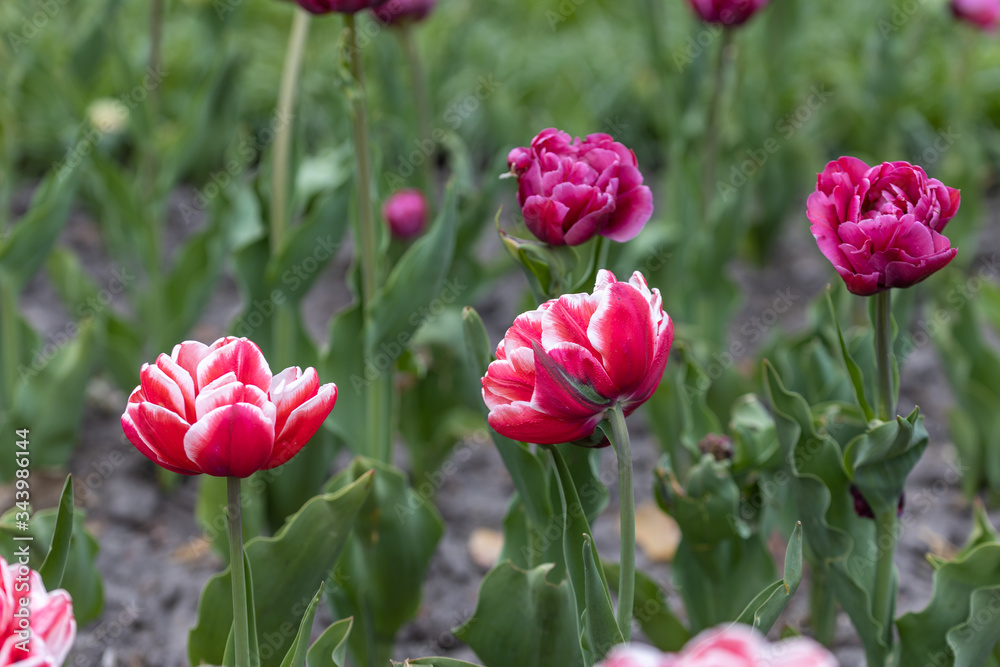 Red tulips with a white stripe in the park, detailed view. Red tulips with a white stripe in the park, detailed view.