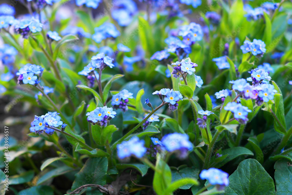 Blue flowers, background of flowers Blue flowers, background of flowers