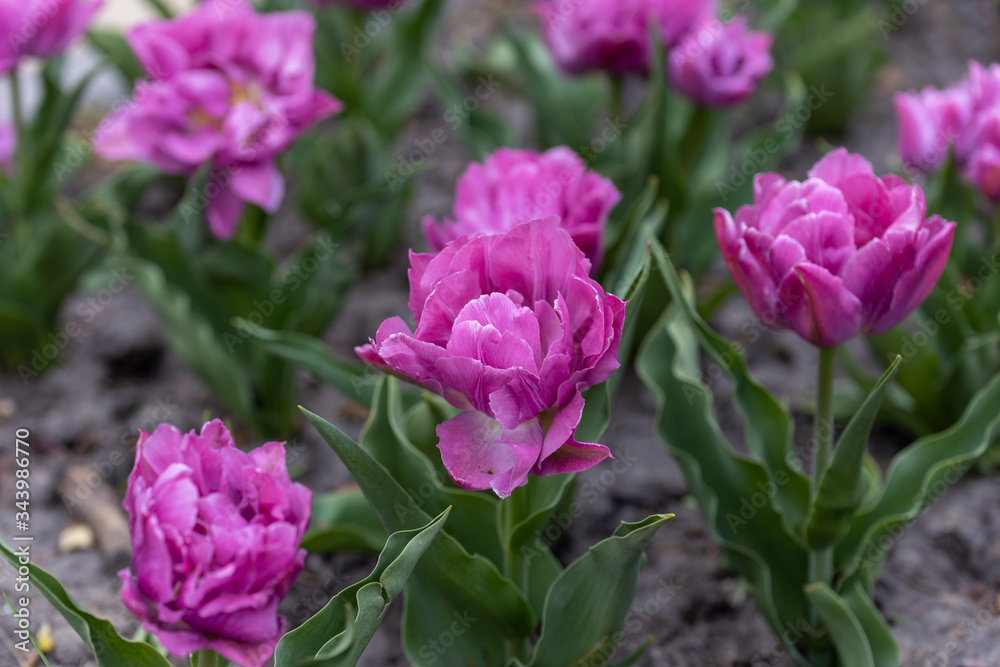 Flowerbed of purple tulips in the park. Detailed view