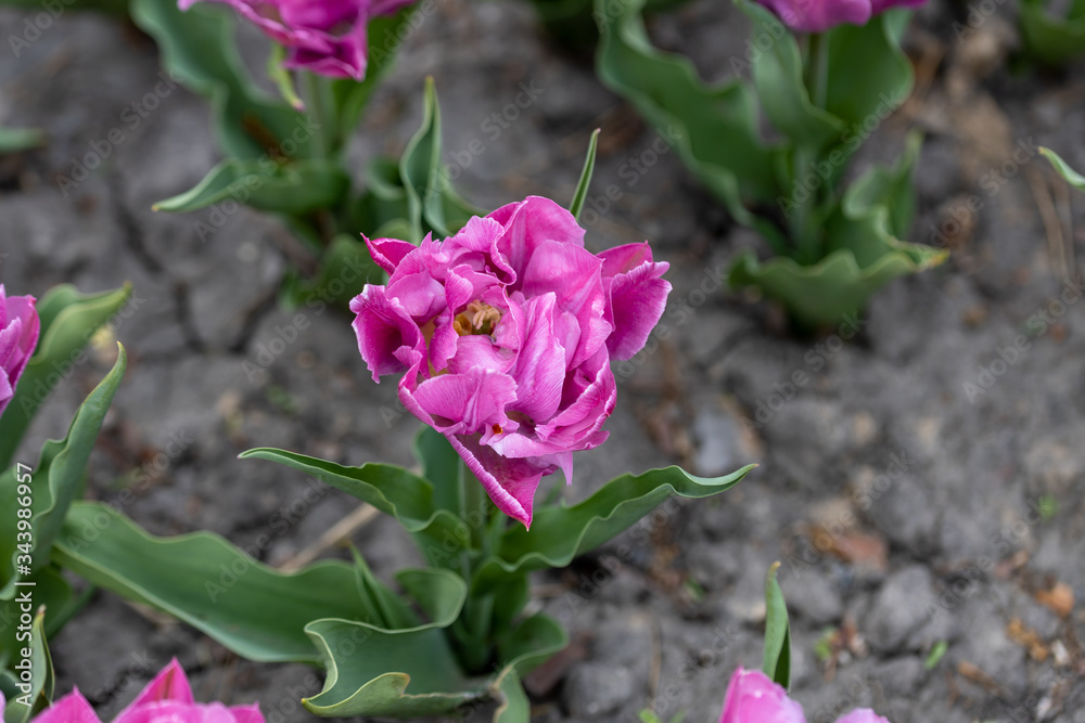 Fototapeta premium Flowerbed of purple tulips in the park. Detailed view