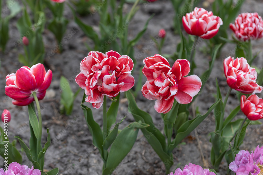 Red tulips with a white stripe in the park, detailed view. Red tulips with a white stripe in the park, detailed view.