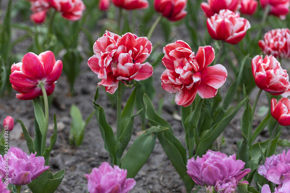 Obraz premium Red tulips with a white stripe in the park, detailed view.