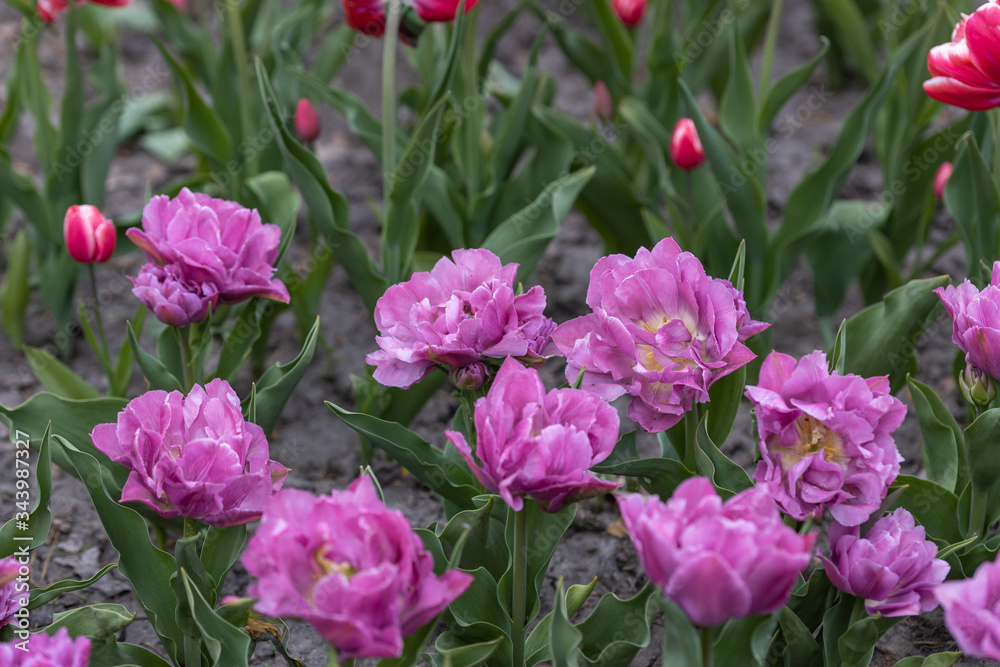 Flowerbed of purple tulips in the park. Detailed view