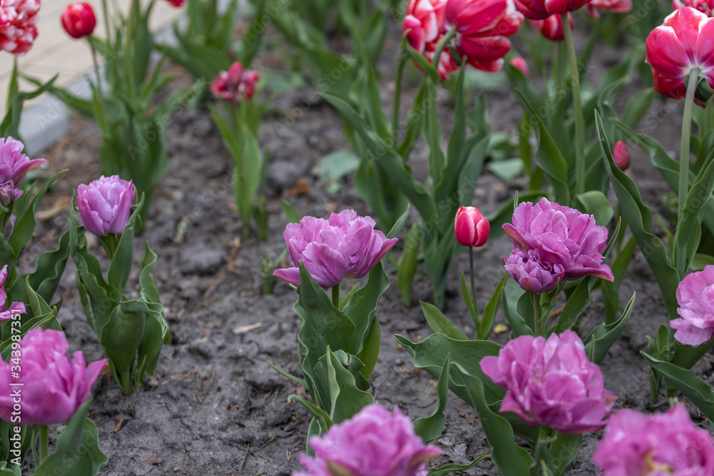 Fototapeta premium Flowerbed of purple tulips in the park. Detailed view