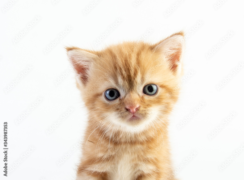 Cat baby tabby Kitten Cute Beautifu on white background