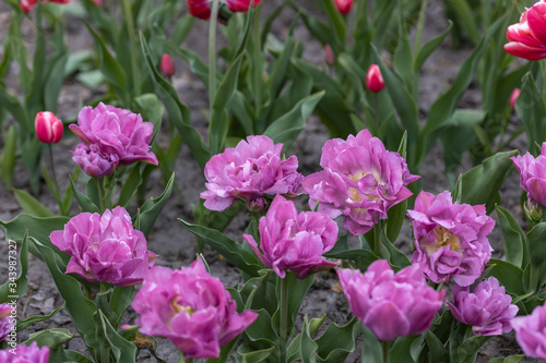 Flowerbed of purple tulips in the park. Detailed view