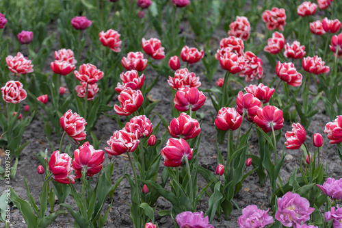 Red tulips with a white stripe in the park, detailed view.