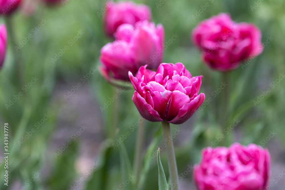 Purple tulips in the flowerbed. Detailed view Purple tulips in the flowerbed. Detailed view