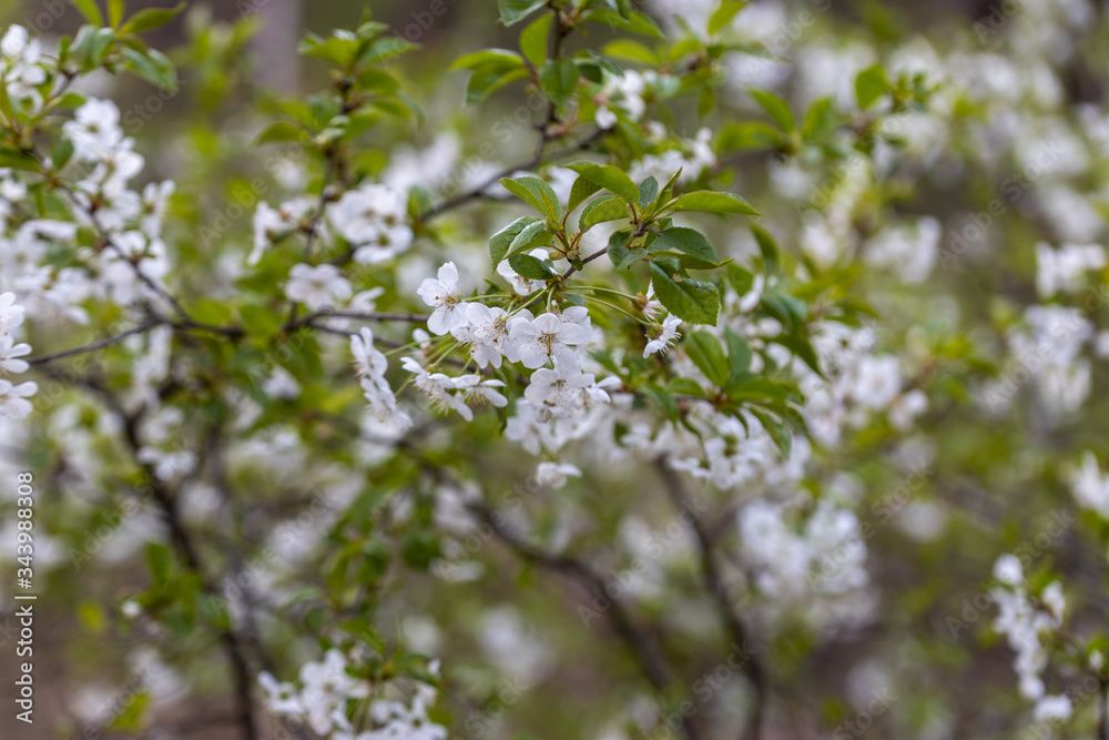 White flowers of bird cherry tree in spring. White flowers of bird cherry tree in spring.