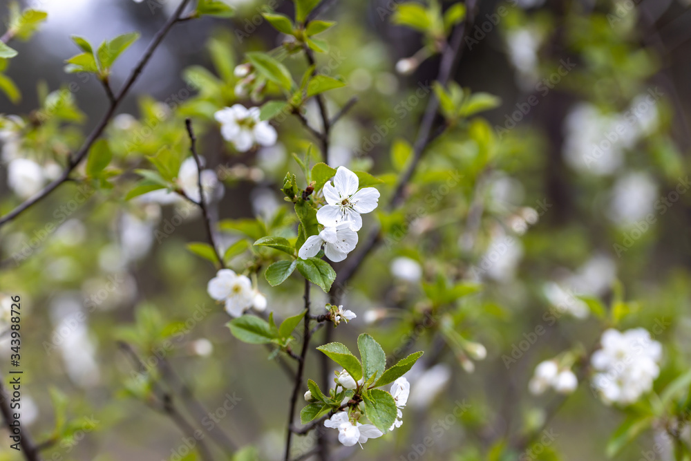 White flowers of bird cherry tree in spring.