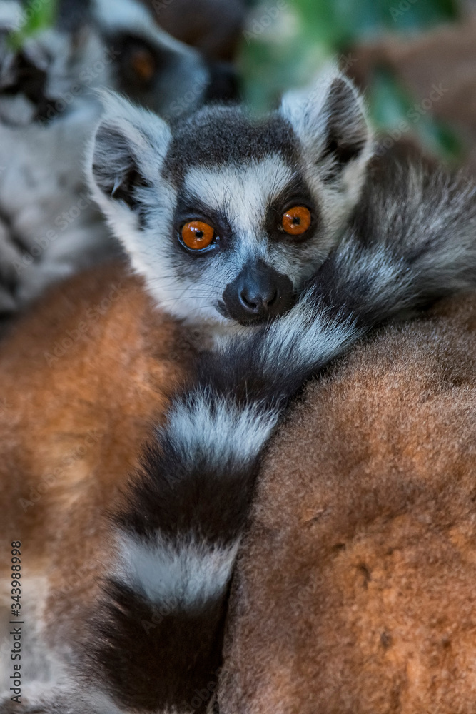 Obraz premium Ring tailed lemur photographed in South Africa. Picture made in 2019.