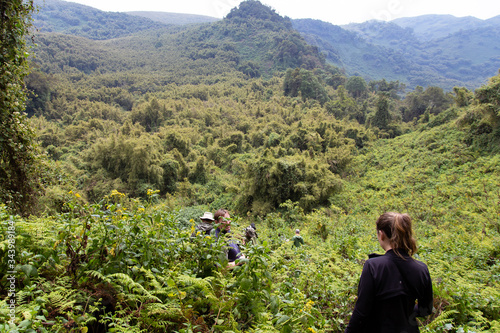 Trekking in Volcanoes National Park, Rwanda in search for Gorilas photo