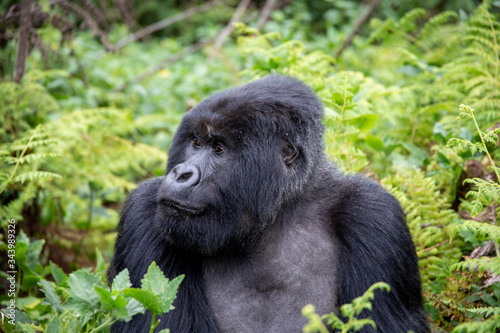 Gorilla Trekking Rwanda, Africa in Volcanoes National Park © OurSevenWorlds
