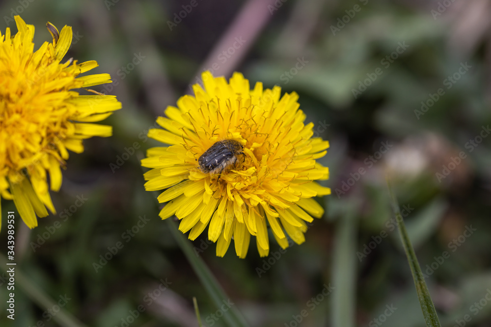 A beetle sits on a yellow dandelion flower. A beetle sits on a yellow dandelion flower.
