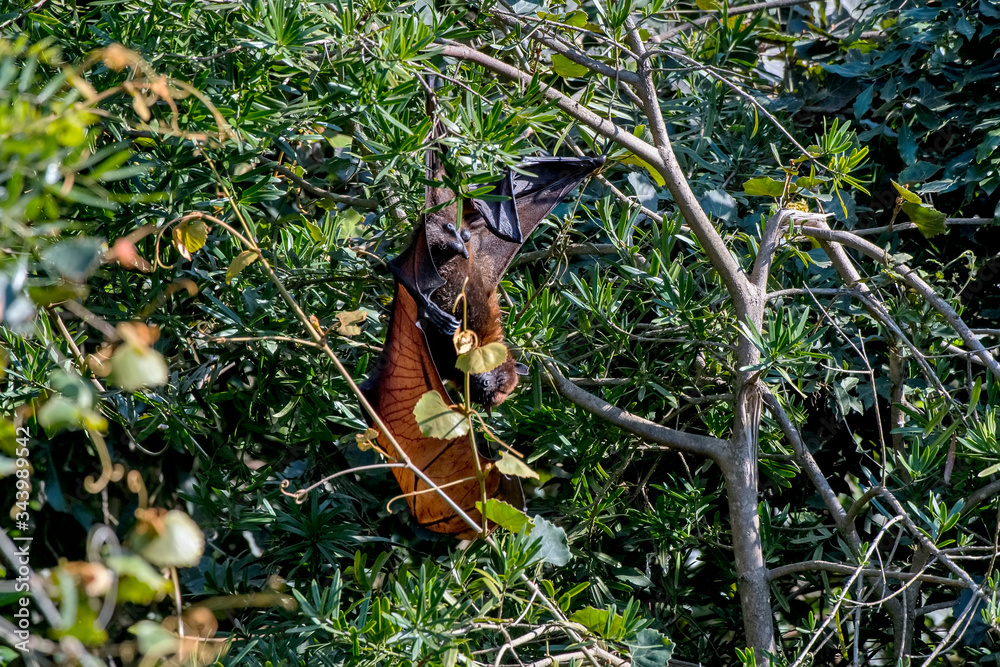 Indian flying fox photographed in South Africa. Picture made in 2019.