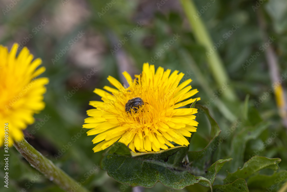 A beetle sits on a yellow dandelion flower. A beetle sits on a yellow dandelion flower.