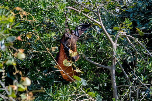 Indian flying fox photographed in South Africa. Picture made in 2019.