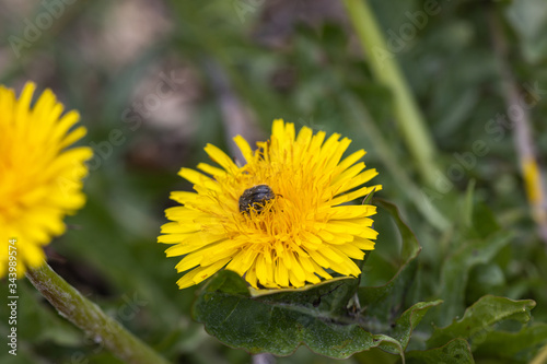 Wallpaper Mural A beetle sits on a yellow dandelion flower. Torontodigital.ca