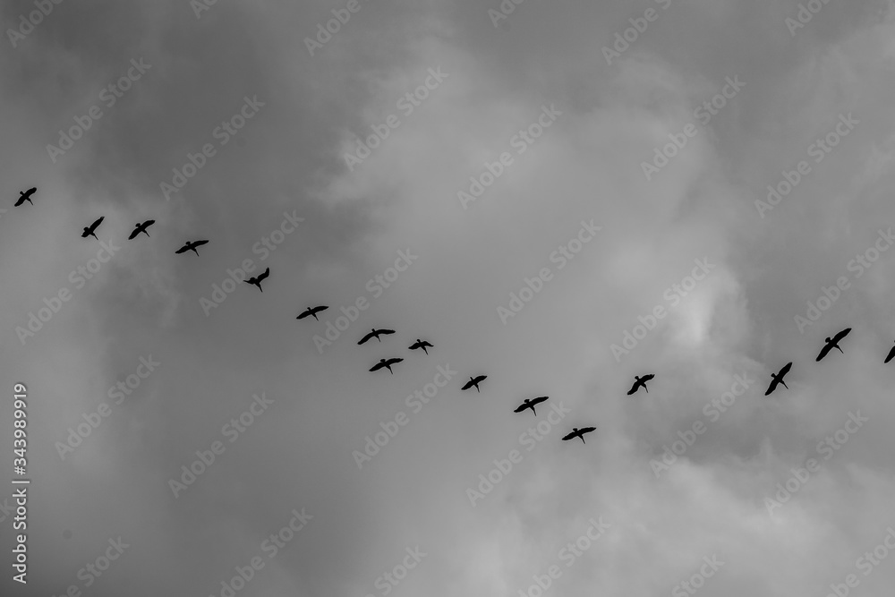 Bird flock at the beach on a cloudy day