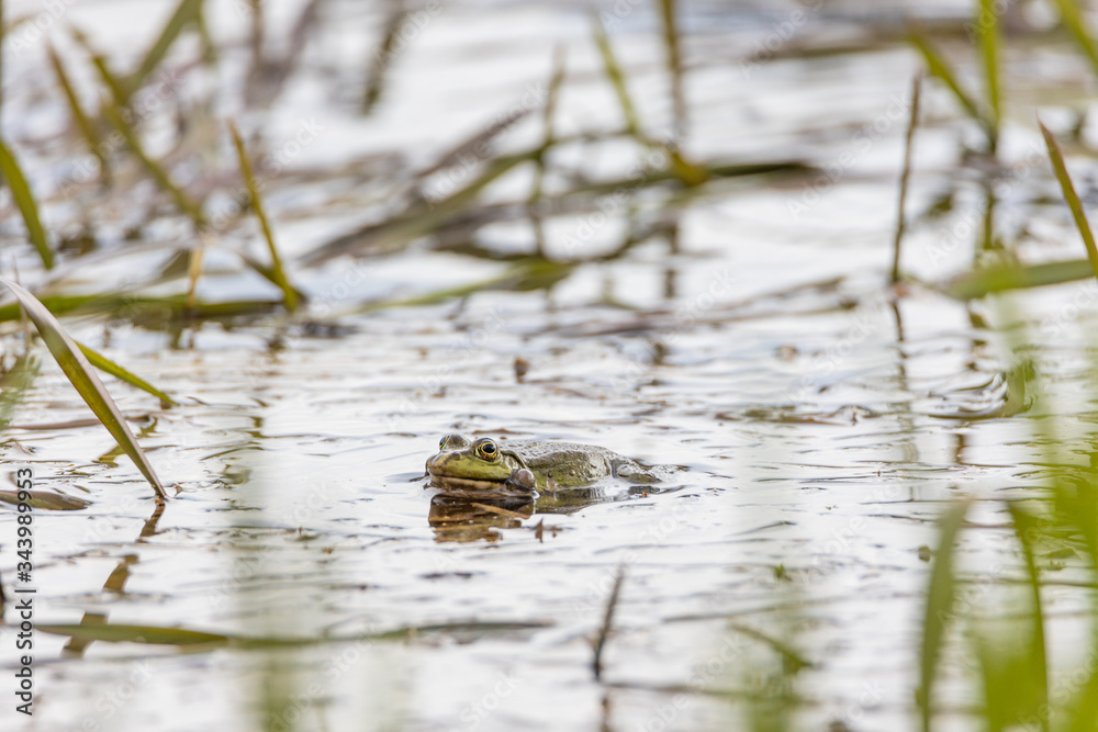 Swamp toad in a forest lake. Detailed view. Swamp toad in a forest lake. Detailed view.